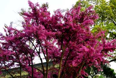 红花掌木什么时候开花，红花继木怎么养才能开花？