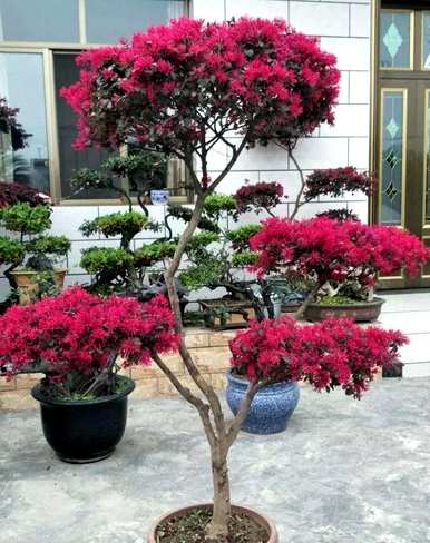 红花掌木什么时候开花，红花继木怎么养才能开花？