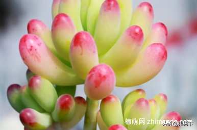 B女心落叶怎么办？B女心落叶怎么了？
