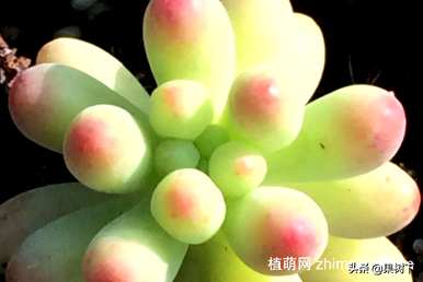 B女心落叶怎么办？B女心落叶怎么了？