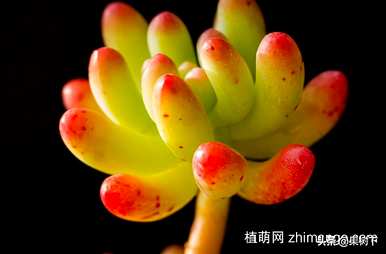 B女心落叶怎么办？B女心落叶怎么了？