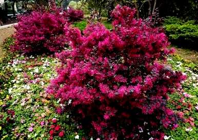 红花掌木什么时候开花，红花继木怎么养才能开花？