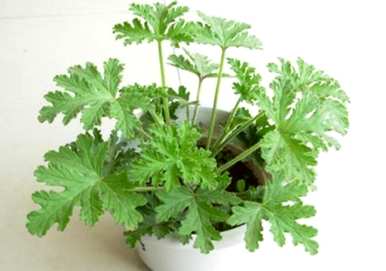什么植物在夏天驱蚊，什么品种在夏天驱蚊？