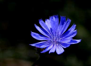 菊苣种植方法和时间、菊苣种植方法和时间