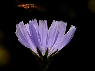 菊苣种植方法和时间、菊苣种植方法和时间