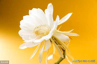 昙花冬天要不要在家施肥？昙花冬天的养殖方法是什么？