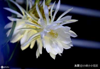 昙花冬天要不要在家施肥？昙花冬天的养殖方法是什么？