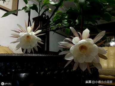 昙花冬天要不要在家施肥？昙花冬天的养殖方法是什么？