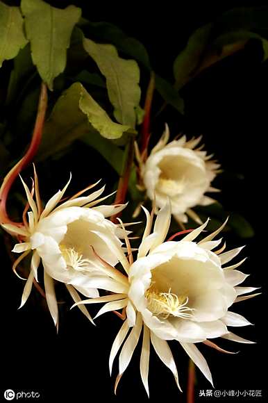 昙花冬天要不要在家施肥？昙花冬天的养殖方法是什么？