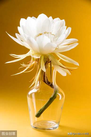 昙花冬天要不要在家施肥？昙花冬天的养殖方法是什么？