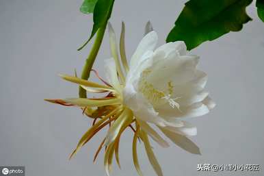 昙花冬天要不要在家施肥？昙花冬天的养殖方法是什么？