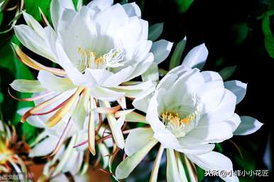 昙花冬天要不要在家施肥？昙花冬天的养殖方法是什么？
