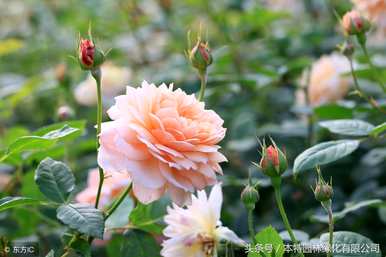 月季花的特点是什么，月季花的生活环境特点是什么
