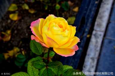 月季花的特点是什么，月季花的生活环境特点是什么