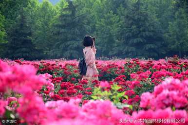 月季花的特点是什么，月季花的生活环境特点是什么