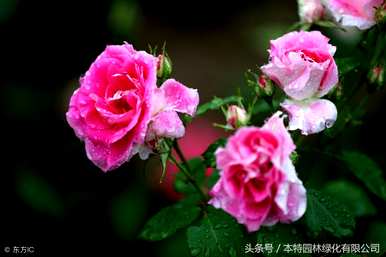 月季花的特点是什么，月季花的生活环境特点是什么