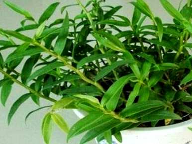 铁皮石斛在几个月内种植良好，铁皮石斛幼苗种植技术