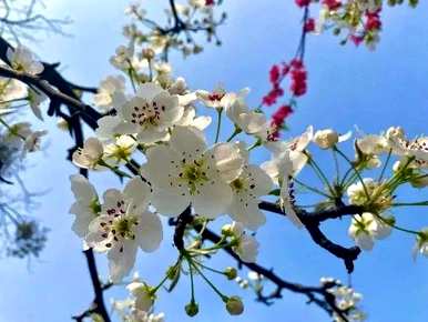 四月最灿烂的花是什么？四月最灿烂的花是什么？