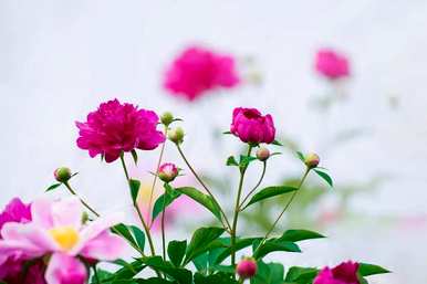 四月最灿烂的花是什么？四月最灿烂的花是什么？