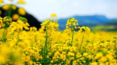 四月最灿烂的花是什么？四月最灿烂的花是什么？