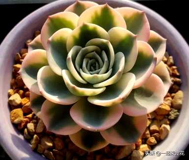 肉质植物可爱玫瑰3棵，十大最可爱的肉质植物有哪些？