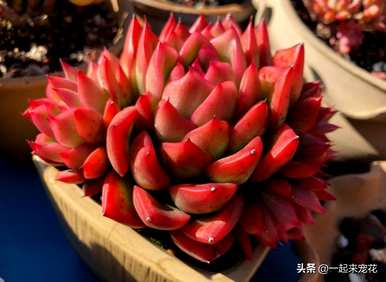 肉质植物可爱玫瑰3棵，十大最可爱的肉质植物有哪些？