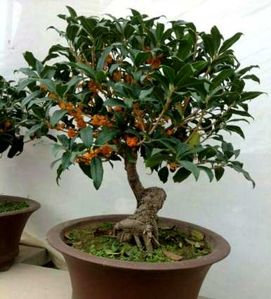夏天如何种植桂花，夏天如何种植桂花？