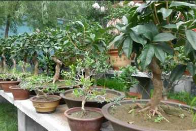 夏天如何种植桂花，夏天如何种植桂花？