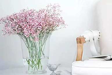 满天星不开花怎么解决，满天星怎么养才能开花？