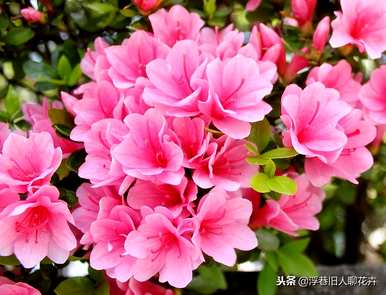 杜鹃花冬天能放在室内吗？杜鹃花冬天能放在室内吗？
