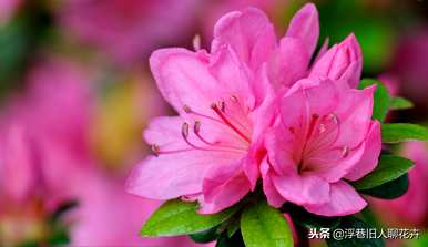 杜鹃花冬天能放在室内吗？杜鹃花冬天能放在室内吗？