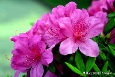 杜鹃花冬天能放在室内吗？杜鹃花冬天能放在室内吗？