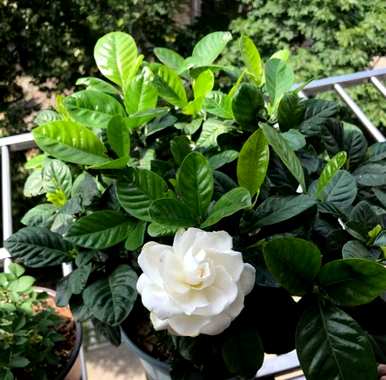 栀子花秋天叶子黄了怎么回事？栀子花秋天叶为什么黄了？