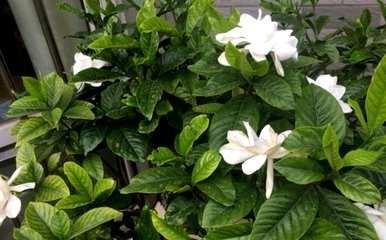 栀子花秋天叶子黄了怎么回事？栀子花秋天叶为什么黄了？