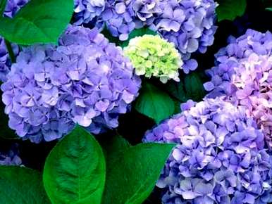 绣球花怎么浇水，绣球花怎么浇水？