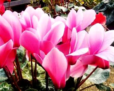 仙客来的花语是什么，仙客来的花语是什么？