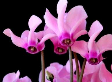 仙客来的花语是什么，仙客来的花语是什么？
