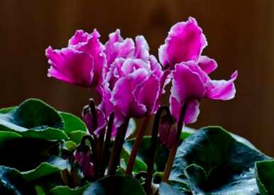 仙客来的花语是什么，仙客来的花语是什么？