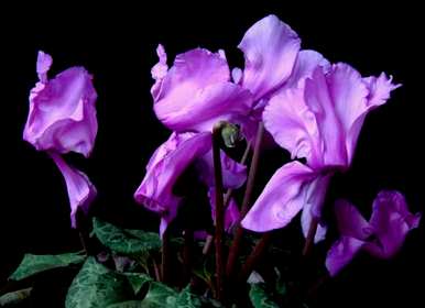 仙客来的花语是什么，仙客来的花语是什么？