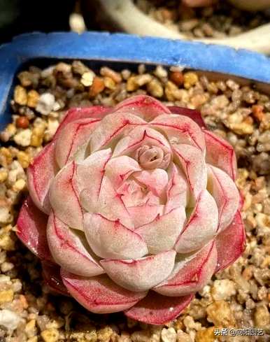 如何养护和管理花卉多肉植物，如何养护和管理花卉多肉植物