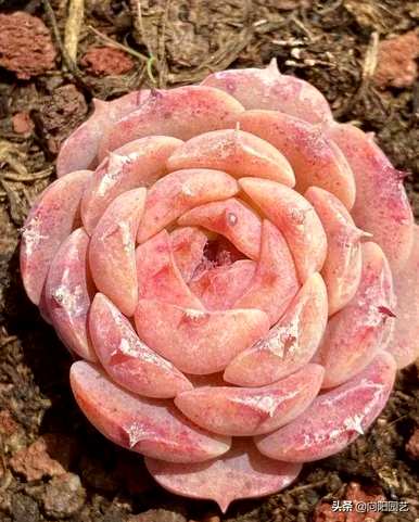 如何养护和管理花卉多肉植物，如何养护和管理花卉多肉植物