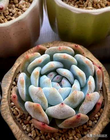 如何养护和管理花卉多肉植物，如何养护和管理花卉多肉植物