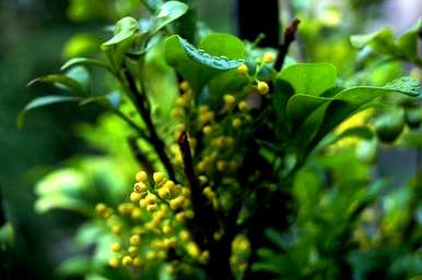 如何种植米兰？家里阳台种米兰好吗？