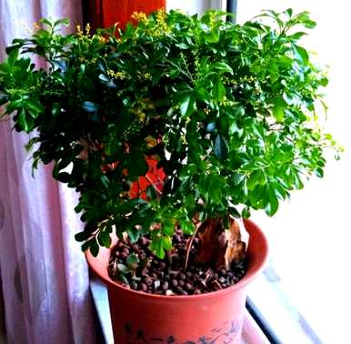 如何种植米兰？家里阳台种米兰好吗？