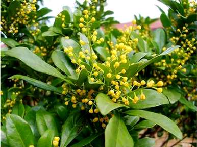 如何种植米兰？家里阳台种米兰好吗？
