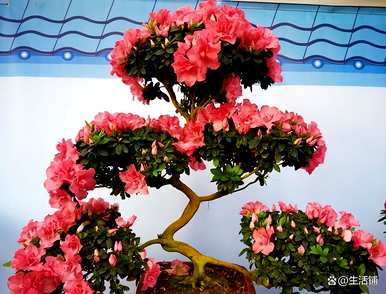 如何种植大杜鹃花盆景，如何种植杜鹃花老桩盆景