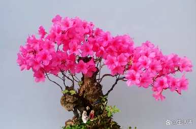 如何种植大杜鹃花盆景，如何种植杜鹃花老桩盆景
