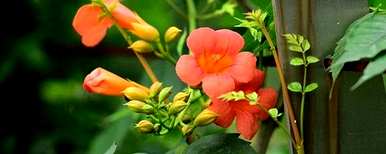 凌霄花什么季节移栽比较好？凌霄花移栽有哪些注意事项？