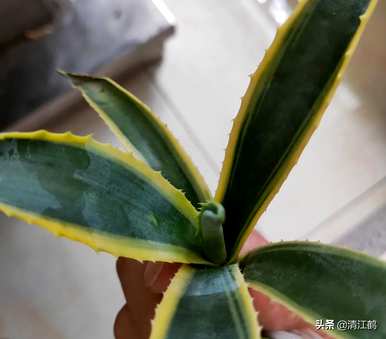 如何种植龙舌兰盆栽植物，盆栽龙舌兰叶变黑