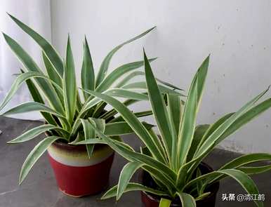 如何种植龙舌兰盆栽植物，盆栽龙舌兰叶变黑